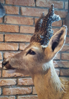 Opgezette Abnormale Reebok Kop Schoudermontage (Pruikenbok)