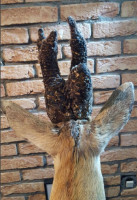 Opgezette Abnormale Reebok Kop Schoudermontage (Pruikenbok)