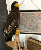 Opgezette Stellers zeearend VERKOCHT