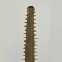 Fantastische Replica Rostum Zaagvis