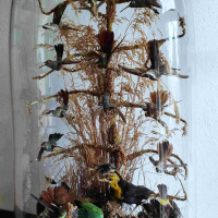 Victoriaanse stolp met o.a. 14 opgezette kolibri's