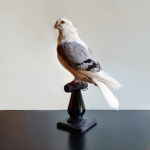 Opgezette duif Op Sokkel