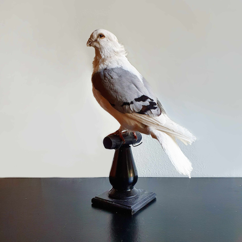 Opgezette duif Op Sokkel