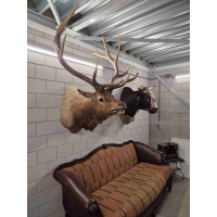 Beautiful XXL stuffed head of a Canadian Wapiti / Elk