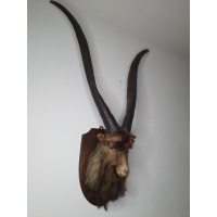 !Wereld Record! Grootste Bok Ooit Geleefd c.a. 1900