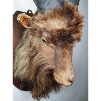 !Wereld Record! Grootste Bok Ooit Geleefd c.a. 1900