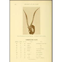 !Wereld Record! Grootste Bok Ooit Geleefd c.a. 1900