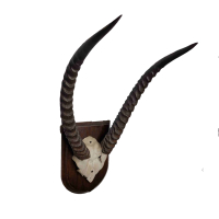 Schedelplaat waterbok