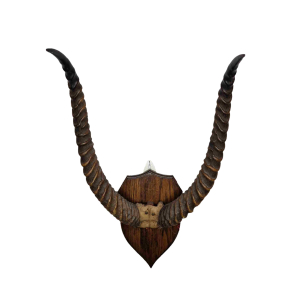 Schedelplaat Puku antilope Schedelplaat Puku antilope