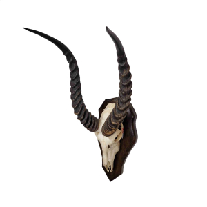 Zeldzame bovenschedel Puku antilope Zeldzame bovenschedel Puku antilope