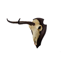 Schedelplaat pyrenese gems 