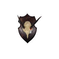 Schedelplaat grote steenbok antilope