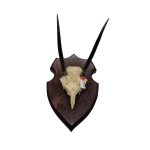 Schedelplaat grote steenbok antilope