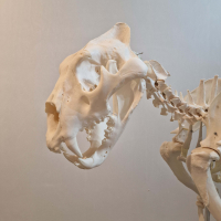 Museum kwalitatief skelet leeuw, man