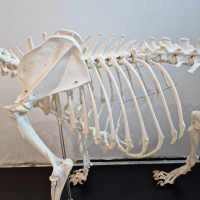 Museum kwalitatief skelet leeuw, man