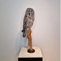 Fantastisch en recent opgezette laplanduil, man