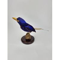 Zeldzame Opgezette Numfor Paradijsijsvogel