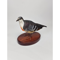 Pigeon dague taxidermie