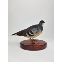 Pigeon dague taxidermie