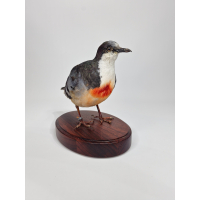 Pigeon dague taxidermie