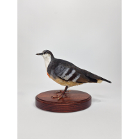 Pigeon dague taxidermie