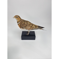 Taxidermy White-bellied Sandgrouse
