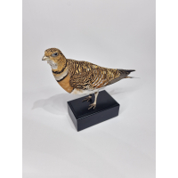 Taxidermy White-bellied Sandgrouse