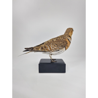 Taxidermy White-bellied Sandgrouse