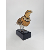 Taxidermy White-bellied Sandgrouse