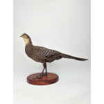 Taxidermy Gray Peacock Pheasant