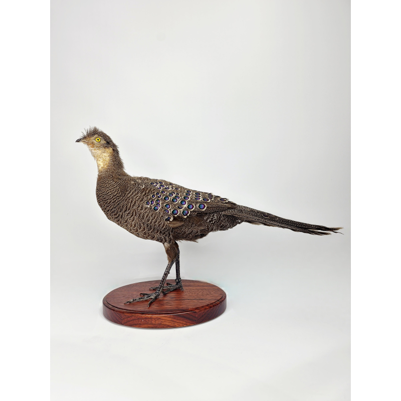 Opgetzette Grijze Pauwfazan