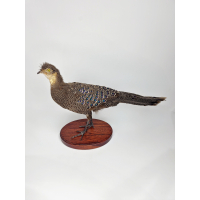 Opgetzette Grijze Pauwfazan