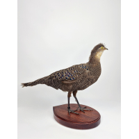 Opgetzette Grijze Pauwfazan