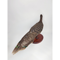 Opgetzette Grijze Pauwfazan