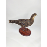 Opgetzette Grijze Pauwfazan