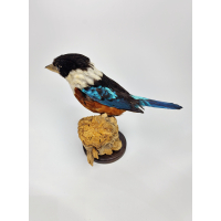 Kokabura de vientre rojo, taxidermia rara