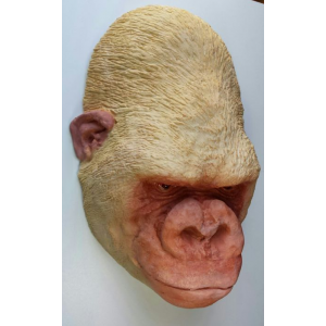 Dodenmasker Albino Gorilla Dodenmasker Albino Gorilla