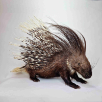 Opgezet Afrikaans stekelvarken