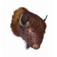 kop schoudermontage XXL Amerikaanse Bizon