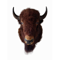 kop schoudermontage XXL Amerikaanse Bizon