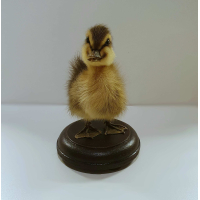 Opgezet eendenkuiken 