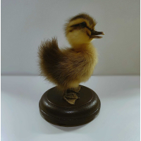 Opgezet eendenkuiken 