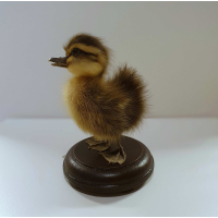 Opgezet eendenkuiken 