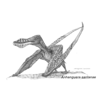 Zeldzaam! Vleugelbotten Vliegende Sauriër, Pterosauriër