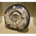 Zeldzame ammoniet Langeïtes groenlandicus, top kwaliteit