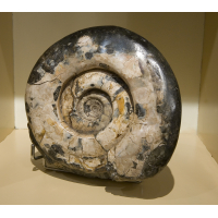 Zeldzame ammoniet Langeïtes groenlandicus, top kwaliteit