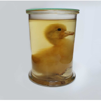 Sterkwaterpreparaat ganzen kuiken