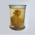 Sterkwaterpreparaat ganzen kuiken