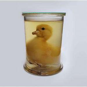 Sterkwaterpreparaat ganzen kuiken Sterkwaterpreparaat ganzen kuiken