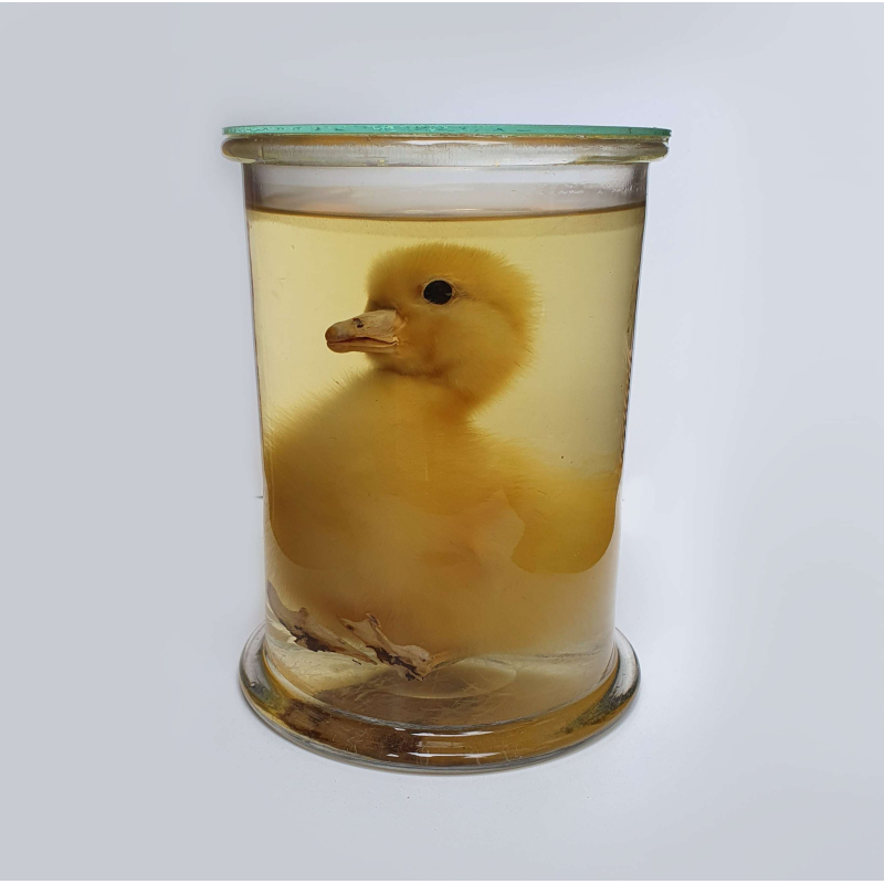 Sterkwaterpreparaat ganzen kuiken